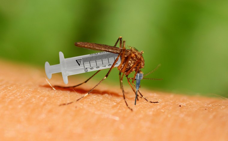 Plošné očkování skalních odpůrců zajistí geneticky modifikovaní komáři