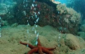 ČSSD se vydala na dobrodružnou plavbu na mořské dno