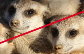 Znojemská ZOO jako první v České republice odsunula cizokrajné živočichy!