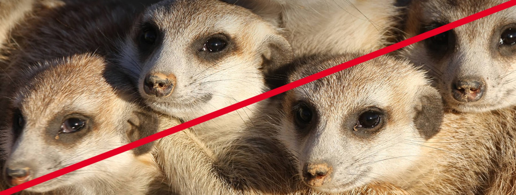 Znojemská ZOO jako první v České republice odsunula cizokrajné živočichy!