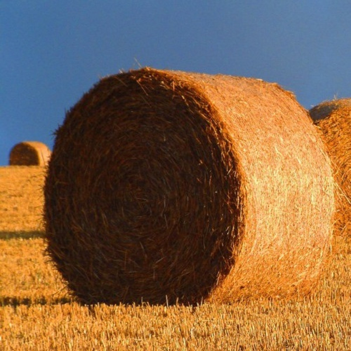 Vidle, sláma a hnůj