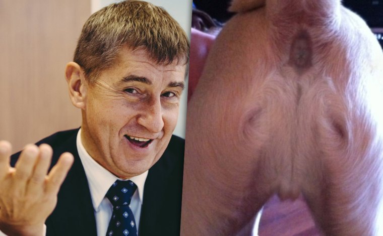 Nevinnost Andreje Babiše potvrdil Bůh. Ježíš se zjevil na zadku Andyho čokla!