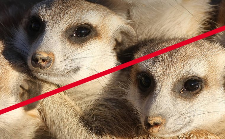 Znojemská ZOO jako první v České republice odsunula cizokrajné živočichy!